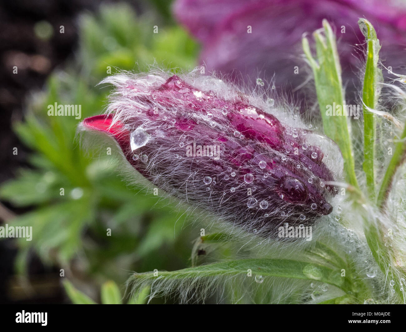 In der Nähe des Deep red flower Bud der Pulsatilla rubra vulgaris mit Wassertropfen Stockfoto