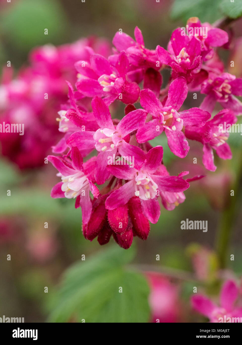 Nahaufnahme der roten Blüten der Blüte Johannisbeere Ribes sanguineum Stockfoto