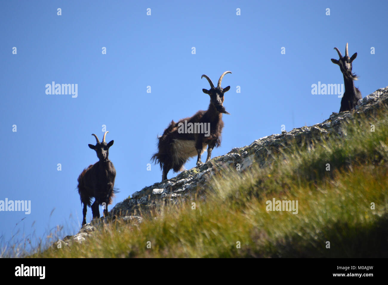 Teil einer Herde von Neugierig Wilde Wilde Ziegen in der Nähe der Gipfel des Schottischen Berge Corbett Beinn a Choin in den schottischen Highlands, Großbritannien. Stockfoto