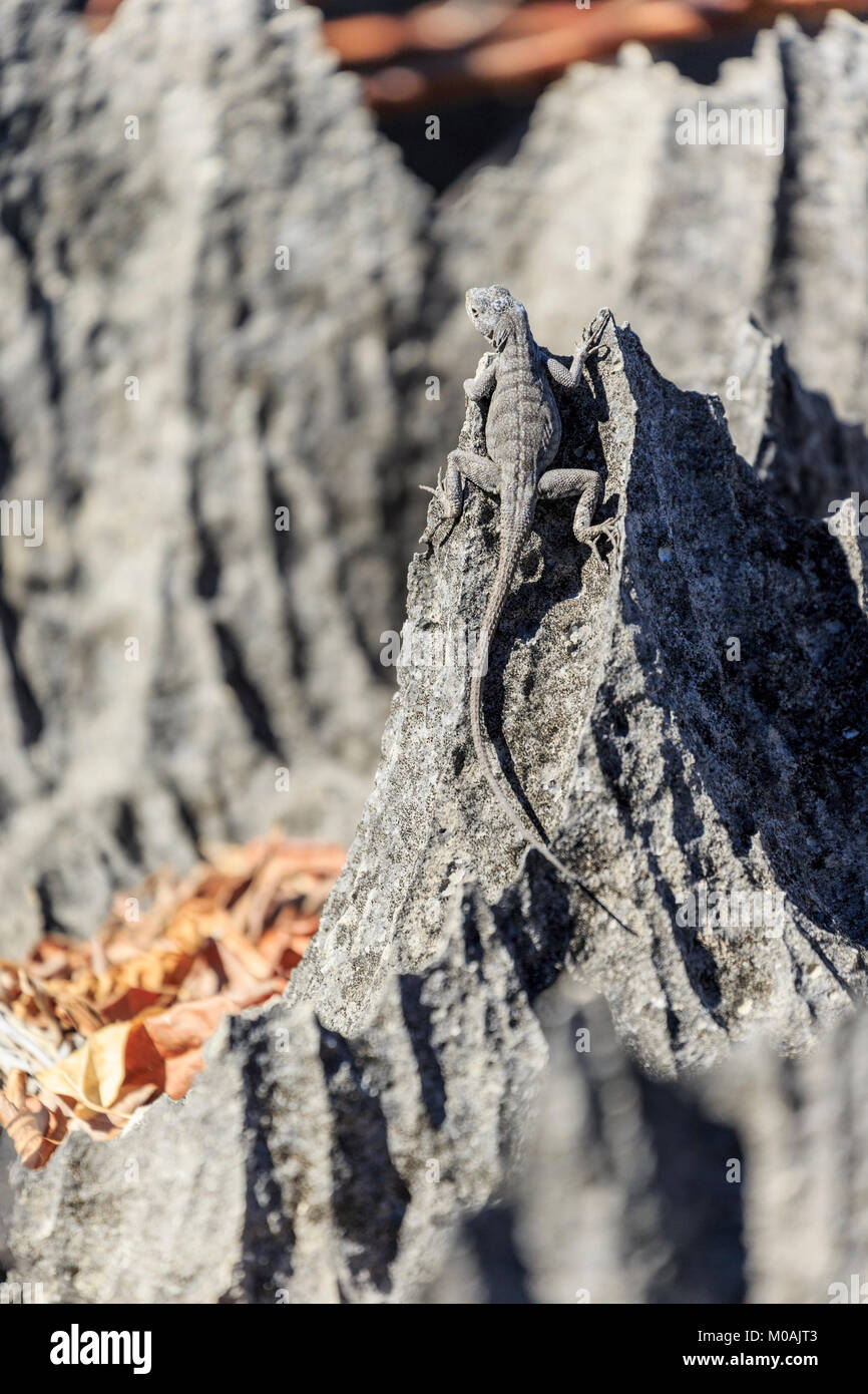 Tsingy de Bemaraha. Mahajanga. Madagaskar Stockfoto
