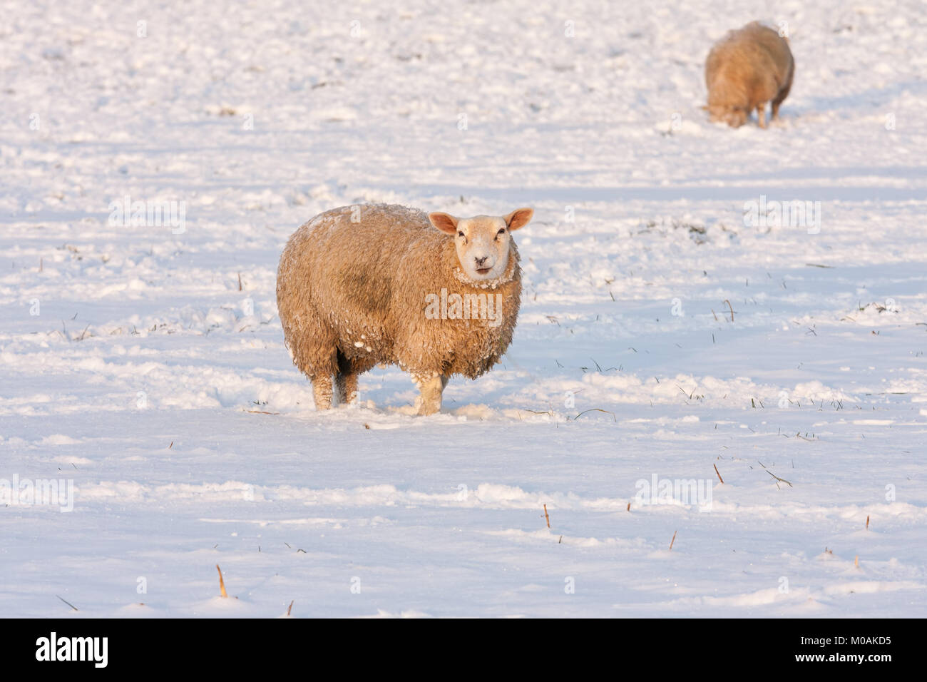 Niederländische winter andscape mit Schaf in der verschneiten Wiese Stockfoto