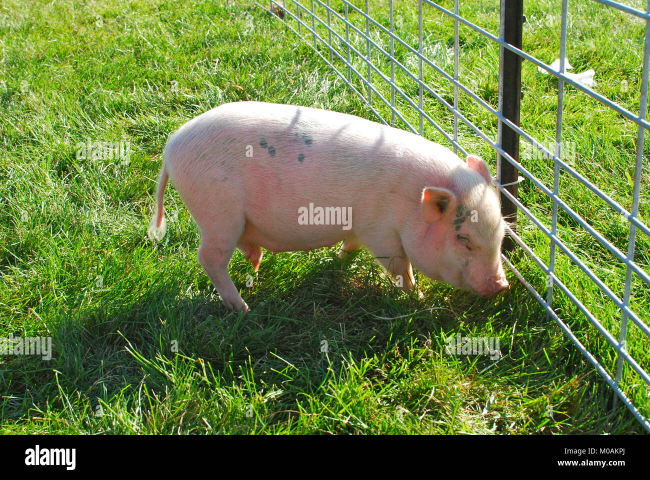 Rosa Schweinchen und Gras Stockfoto