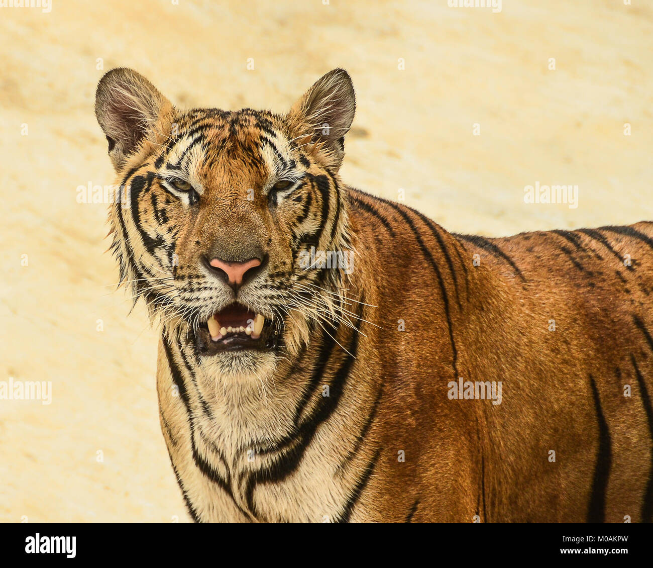 Schöne Tiger-Portrait Stockfoto