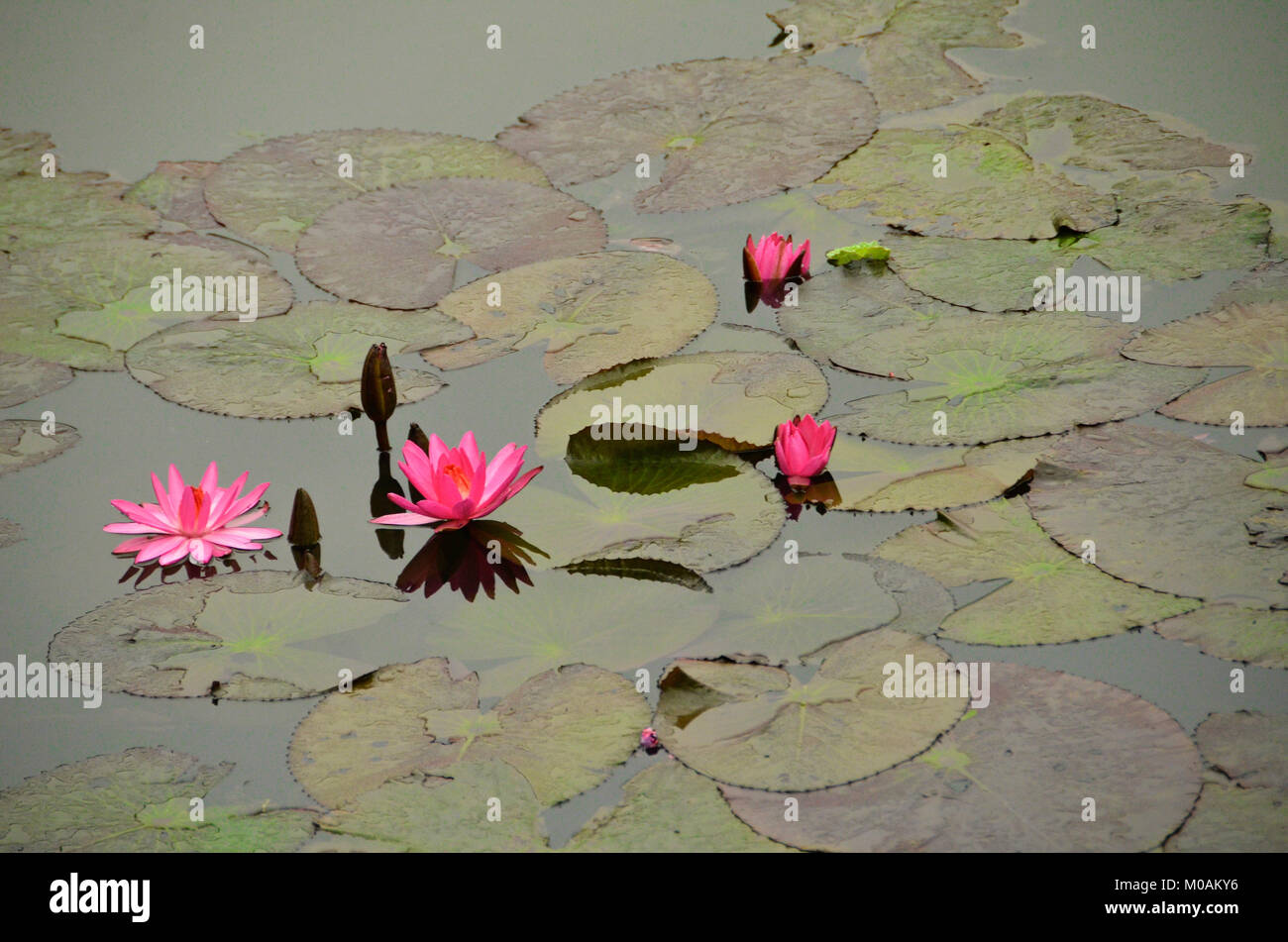 Pink Lotus und Pads Stockfoto