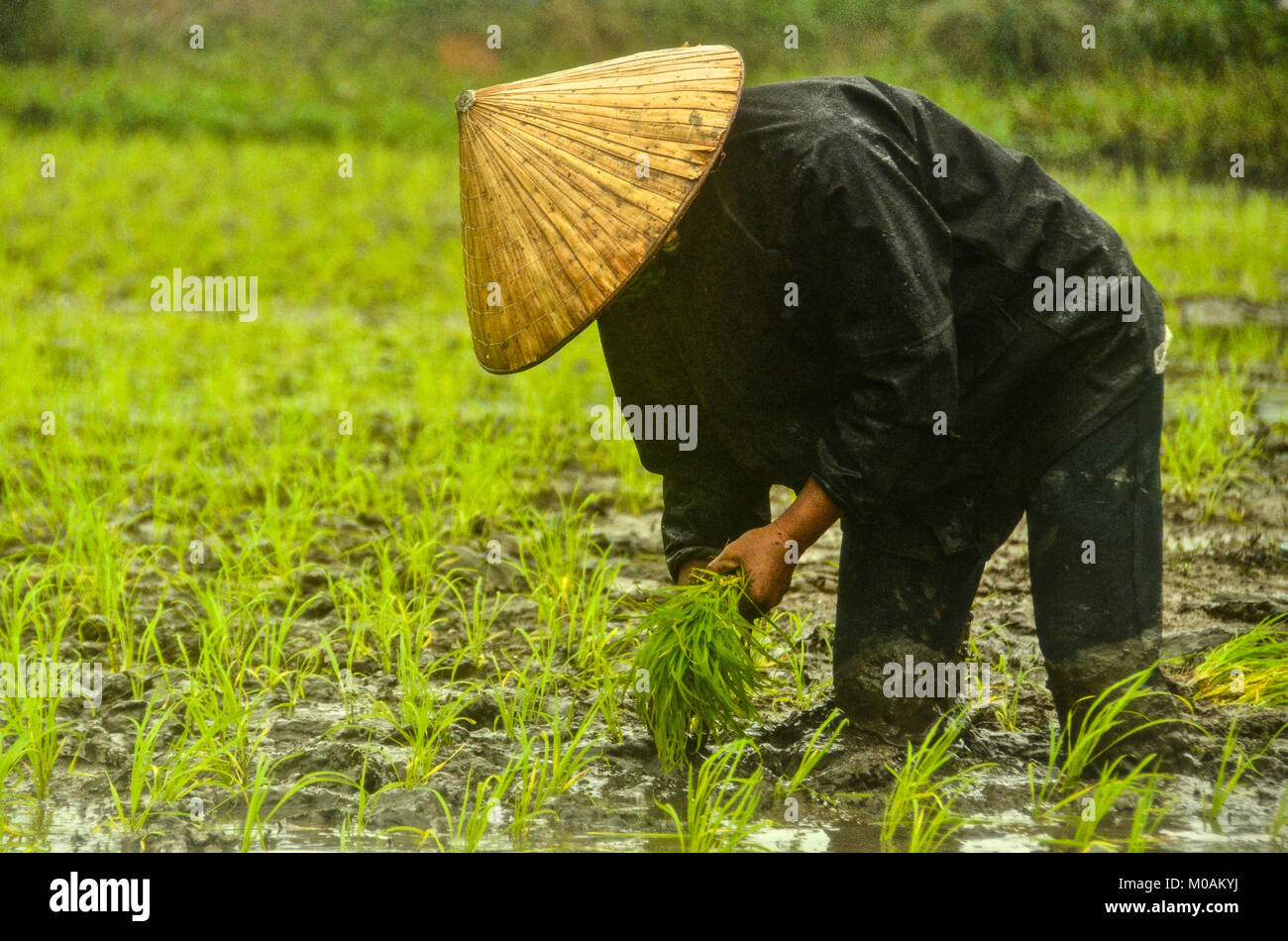 Reisfeld Bauer in Vietnam Stockfoto