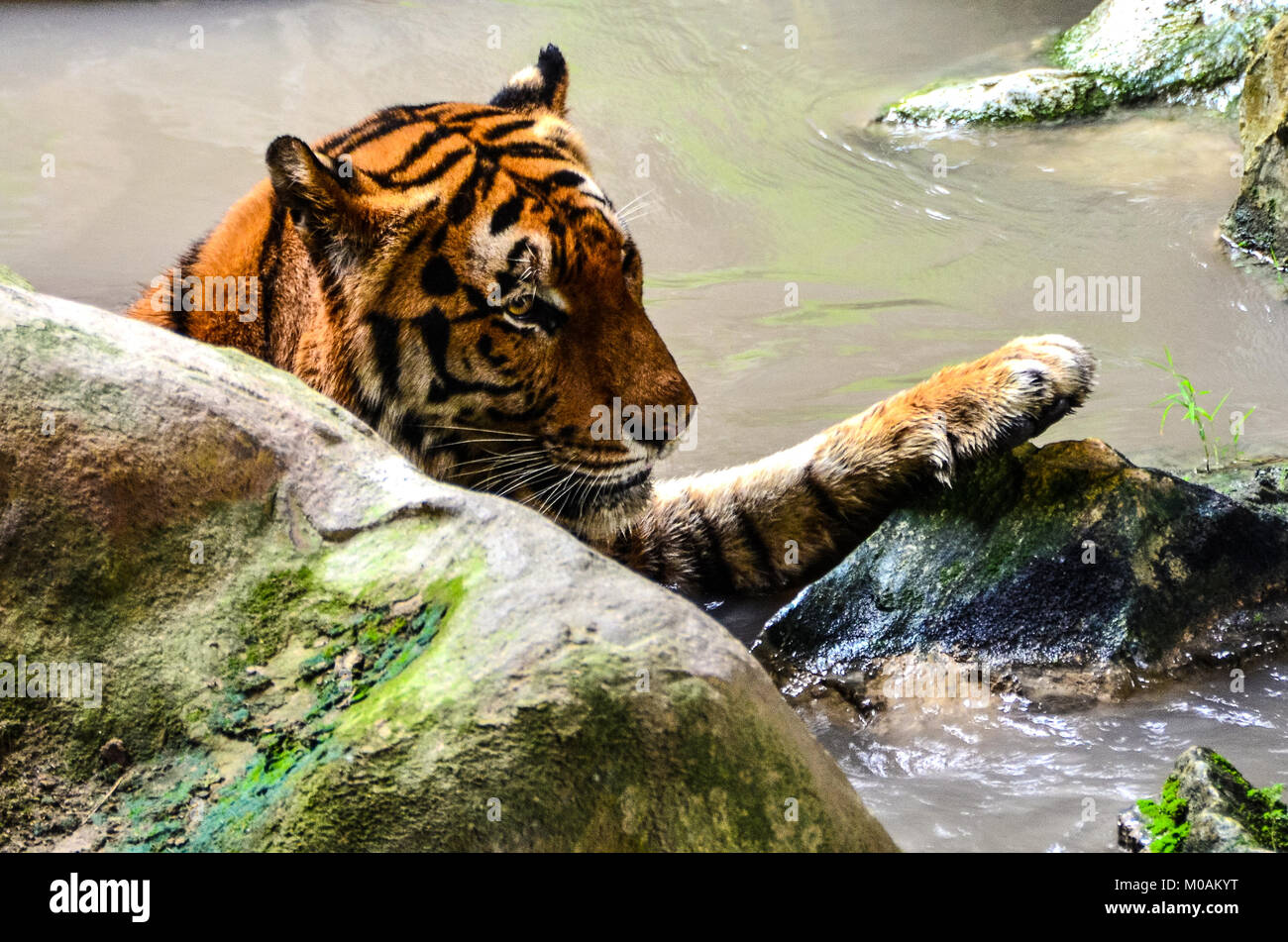 Baden Tiger Stockfoto