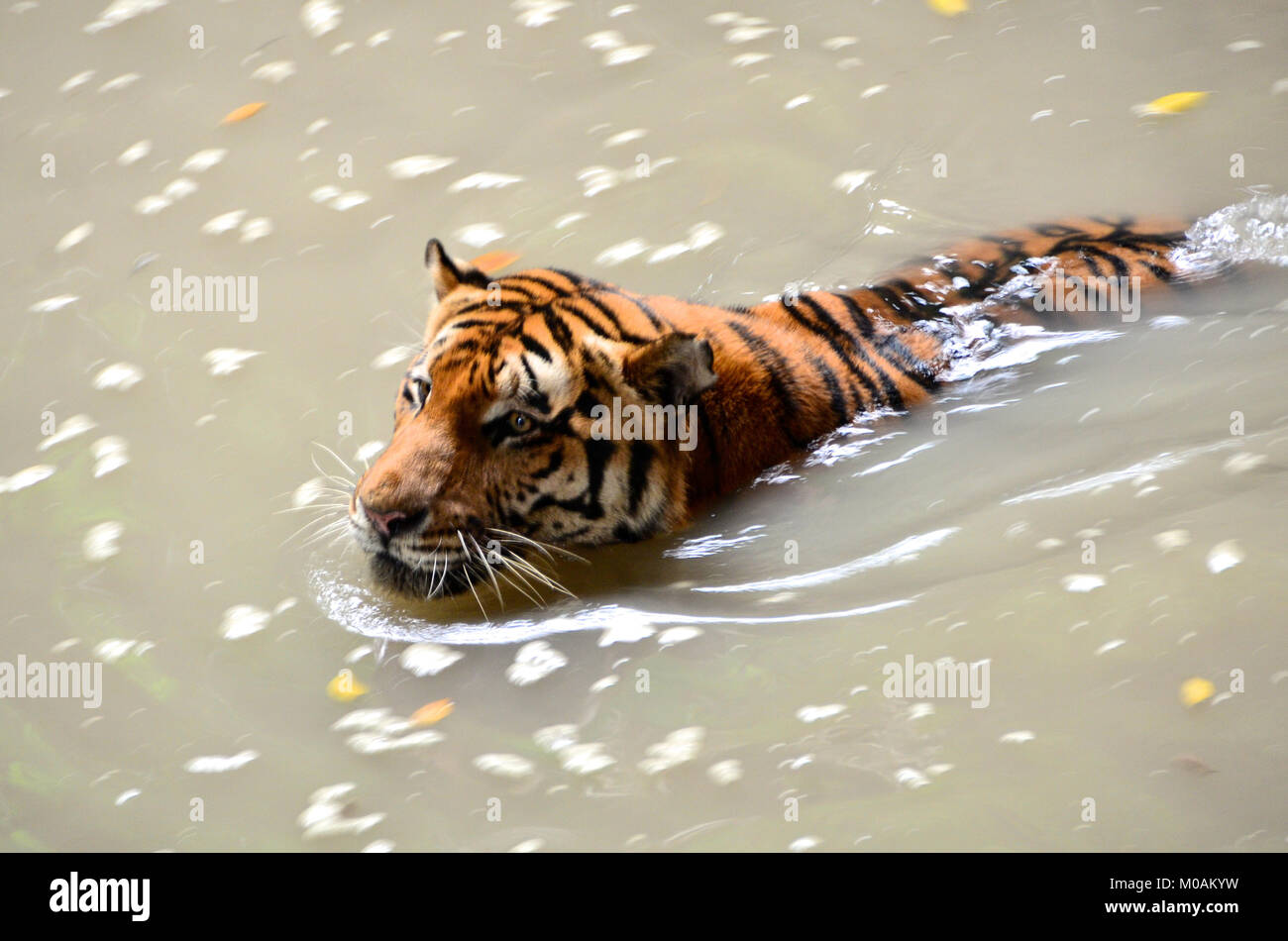 Schwimmen-Tiger Stockfoto