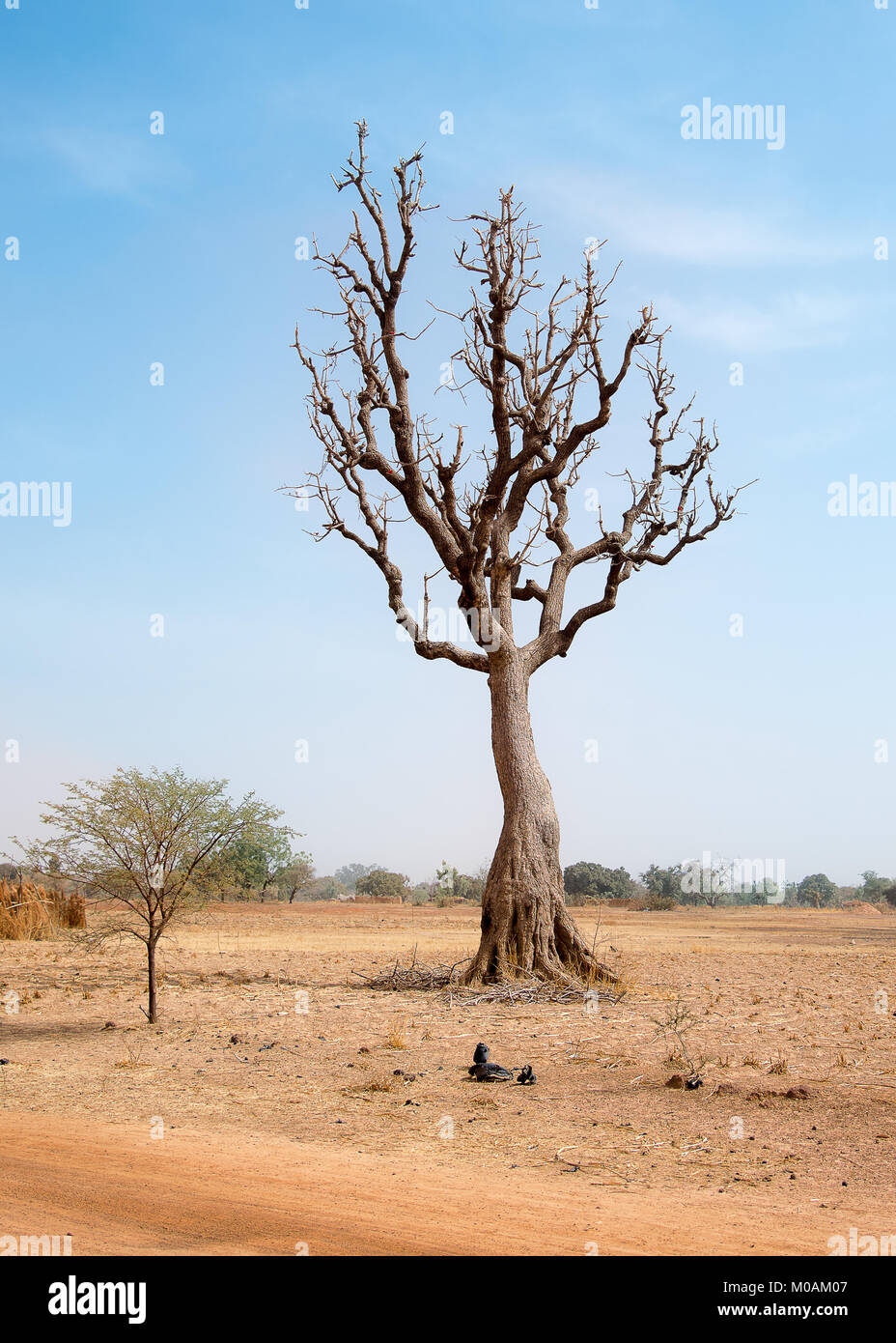 Wüste-Baum Stockfoto