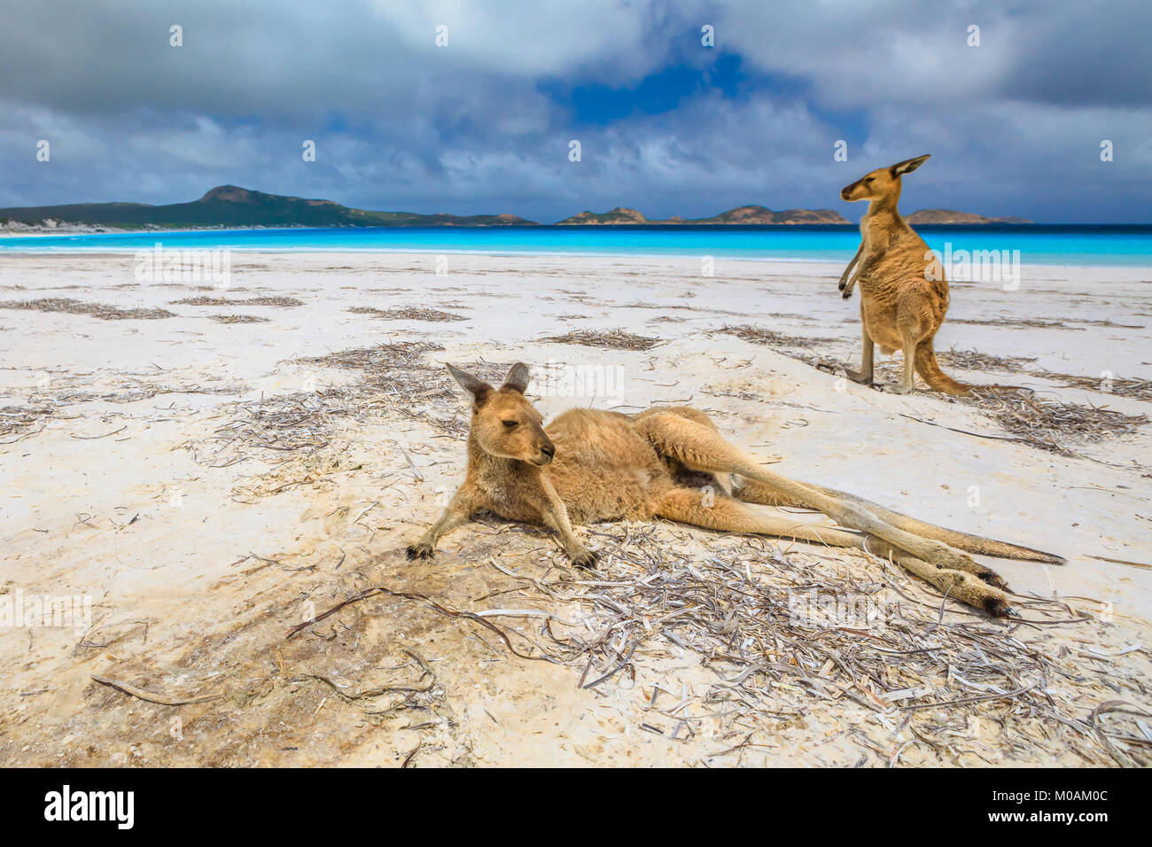 lucky-bay-kangaroo-fotos-und-bildmaterial-in-hoher-aufl-sung-alamy