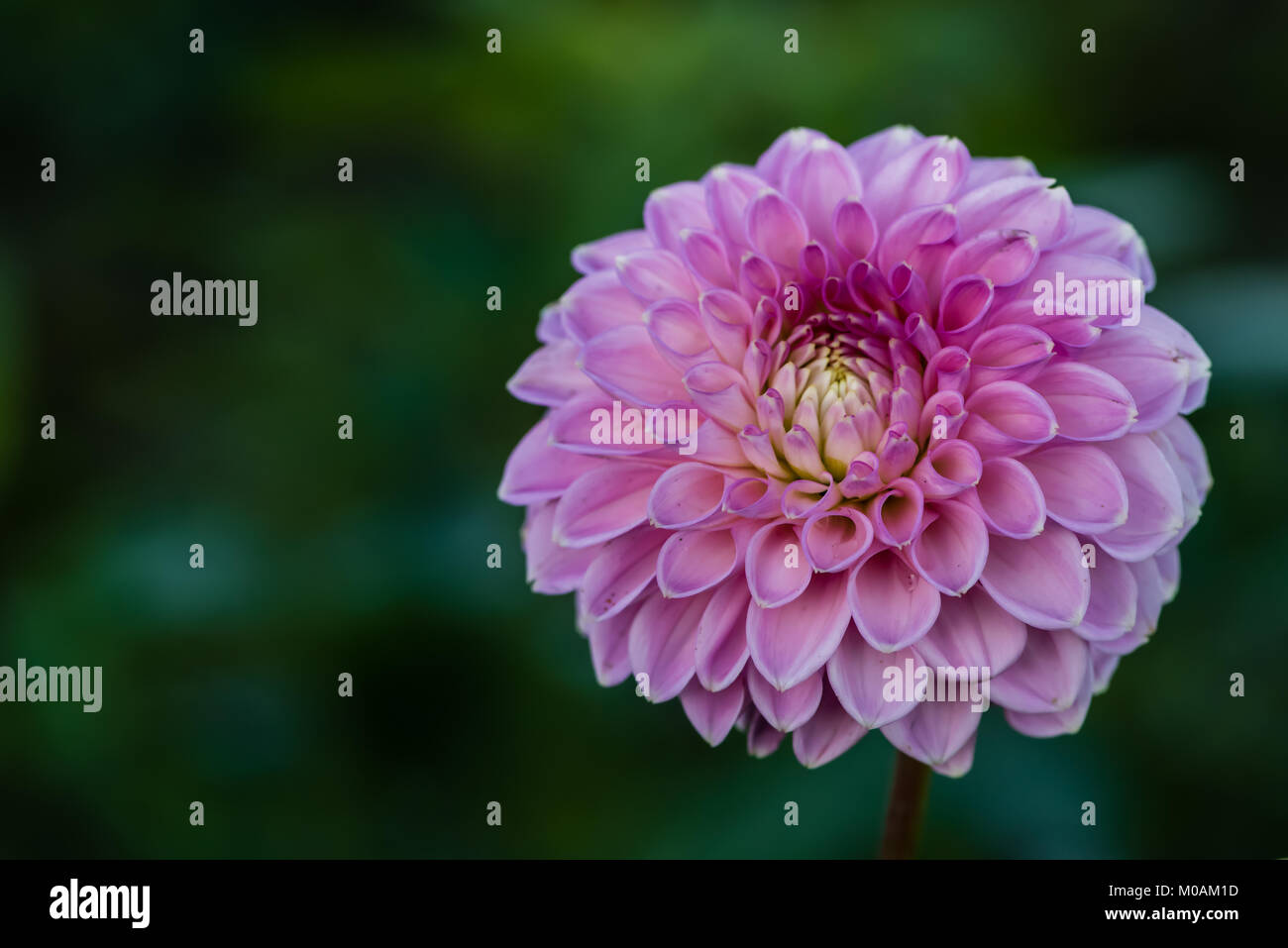 Dahlie 'Barbarry Bluebird" eine Kugel Dahlien (Ba) - gefüllte Blüten, die Kugel geformt oder leicht abgeflacht. Zungenblüten stumpf oder Abgerundet an den Spitzen, Ma Stockfoto