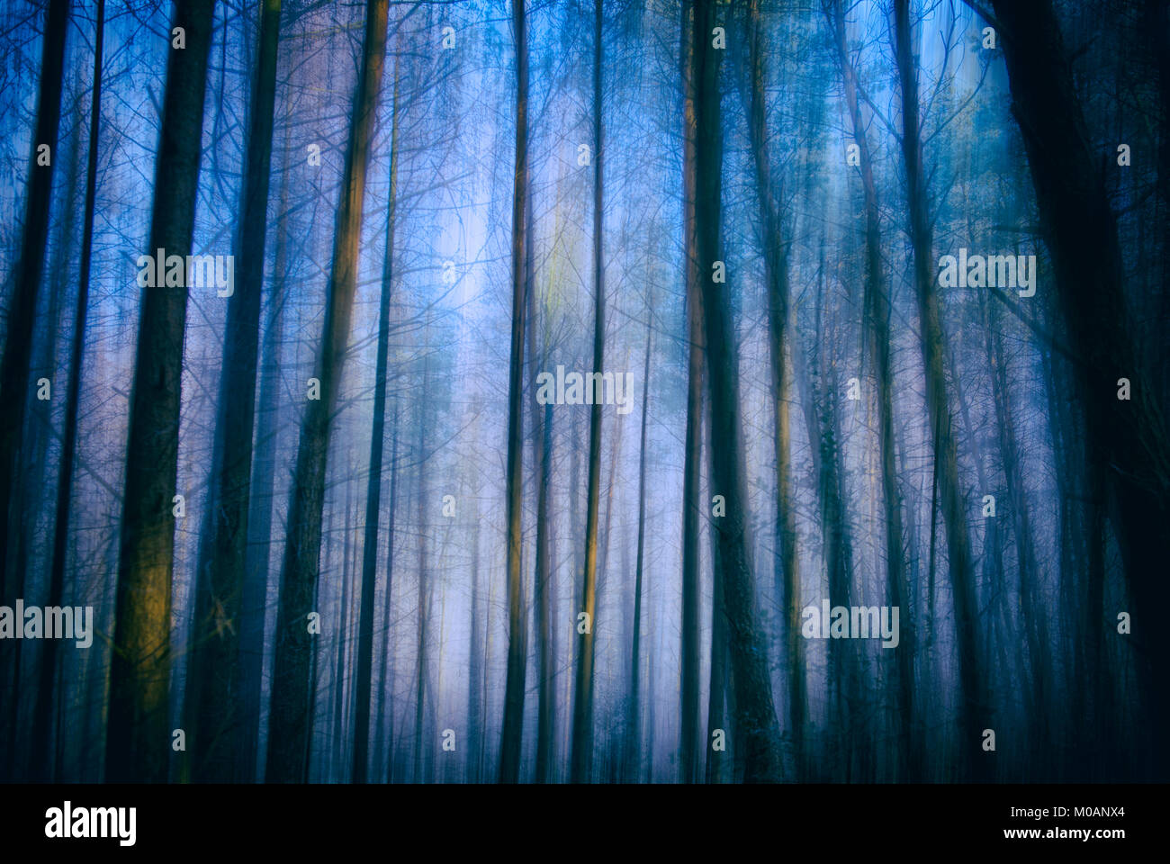 Zusammenfassung von Bäumen in einem Wald Stockfoto