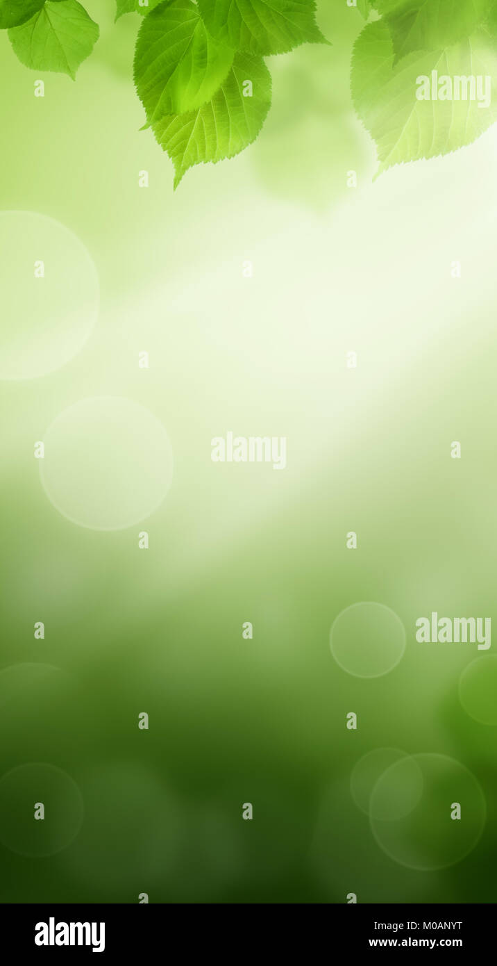 Feder Bokeh Hintergrund mit grünen Blättern Stockfoto