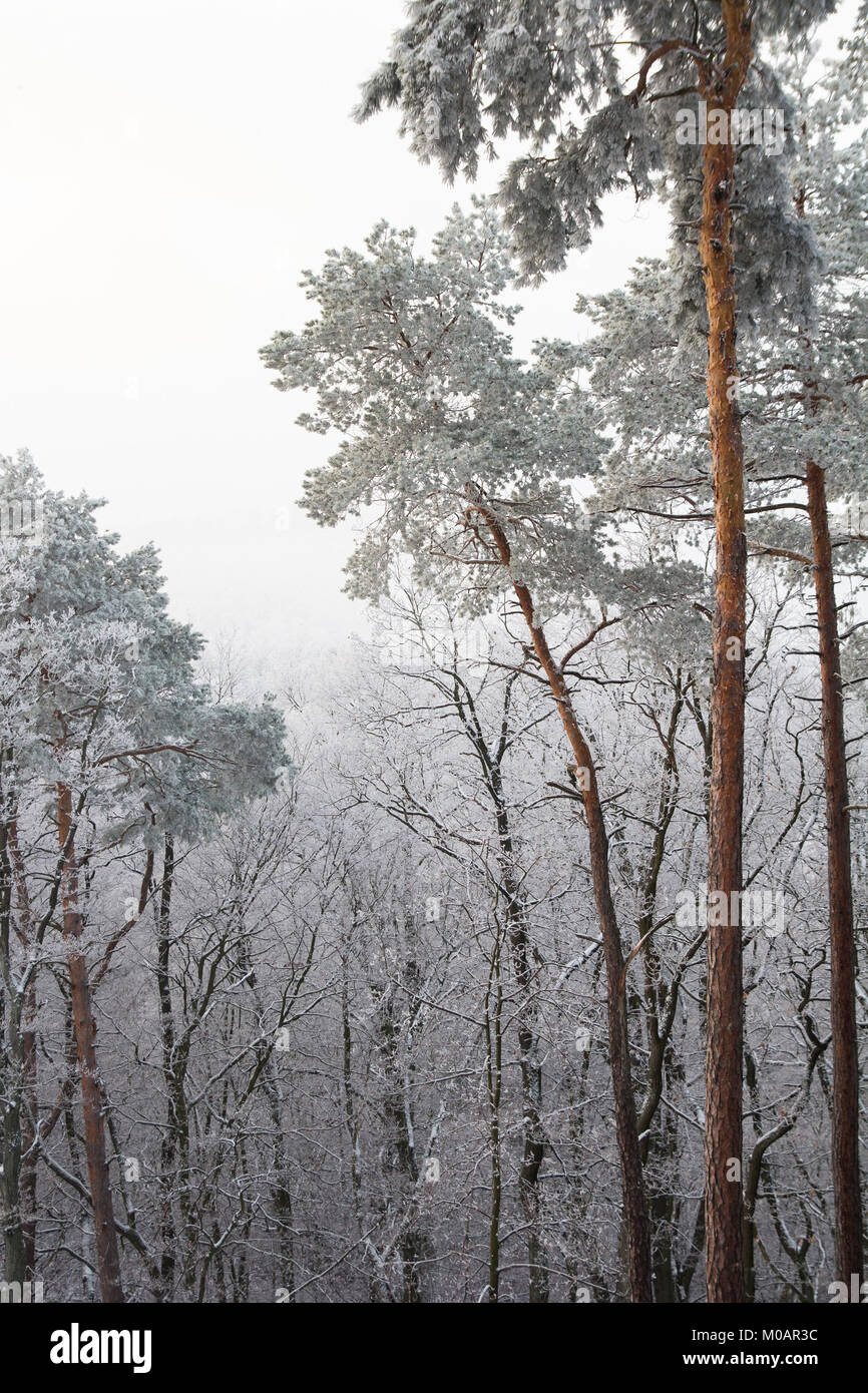 Winter Baumkronen mit Schnee im Wald bedeckt Stockfoto
