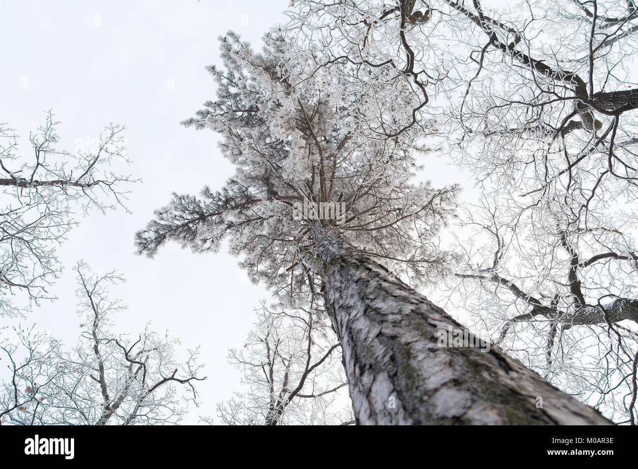 Winter Baumkronen mit Schnee Low Angle View abgedeckt Stockfoto