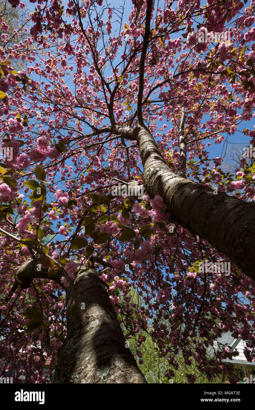 Flowering cherry tree schöne Blumen Frühling close-up up Perspektive und blauer Himmel Asheville North Carolina Südost-US Stockfoto