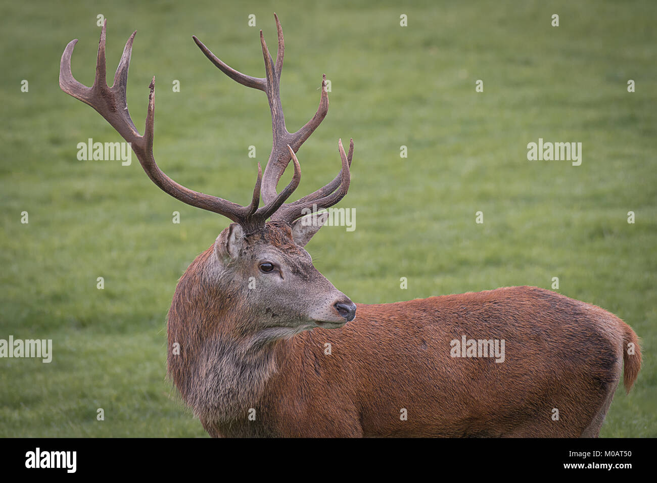 Eine Nahaufnahme portrait einer Red Deer stag drehen und über seine Schulter Stockfoto