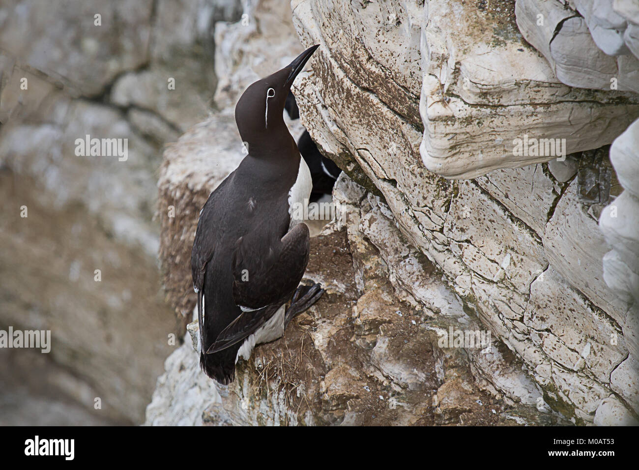 Eine gezügelte Guillemot auf dem Gesicht von einer Klippe nach oben thront Stockfoto