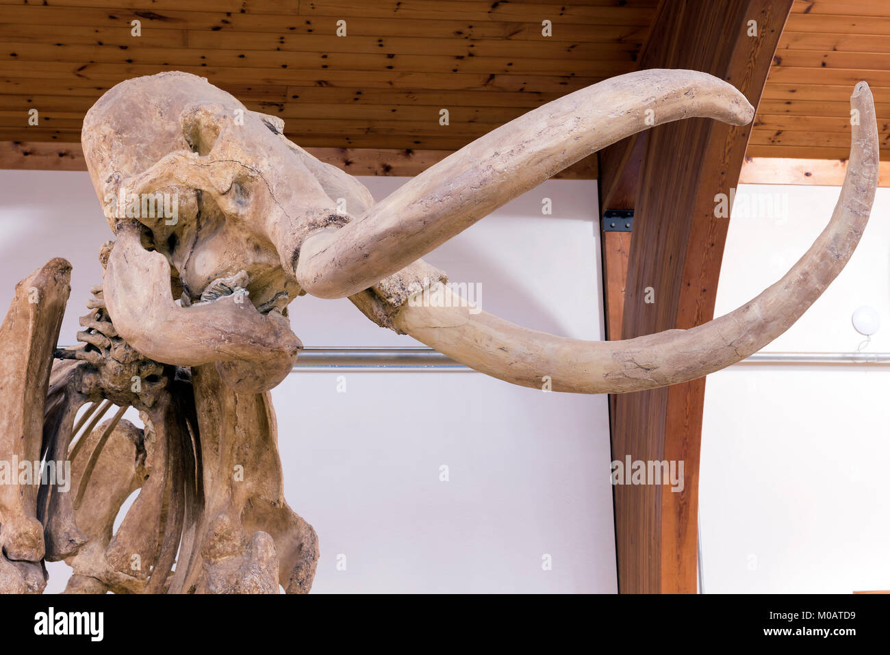 Skelett von Wolly Mammoth Hot Springs, S. Dakota, USA, von Dominique Braud/Dembinsky Foto Assoc Stockfoto