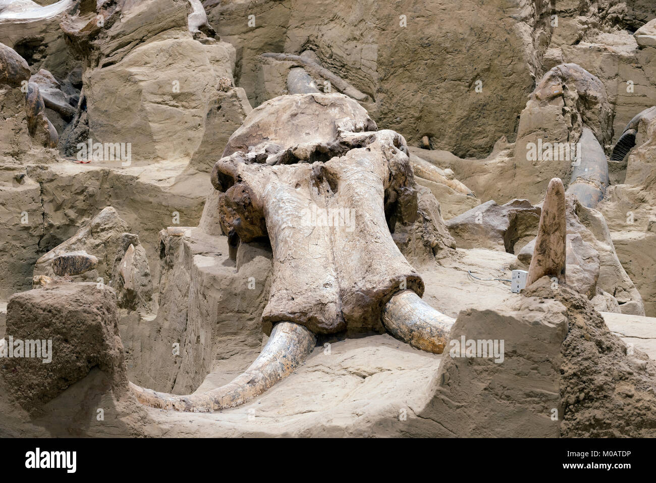 Fossil Beds, Mammoth Site, heiße Quellen, S. Dakota, USA, von Dominique Braud/Dembinsky Foto Assoc Stockfoto