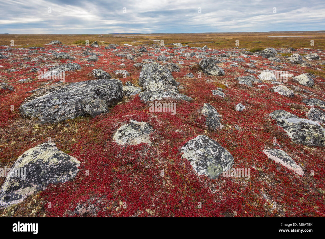 Brentraube, Tundra, Nunavik region, Northern Quebec in der Nähe von ungava Bay, Kanada, September, von Dominique Braud/Dembinsky Foto Assoc Stockfoto