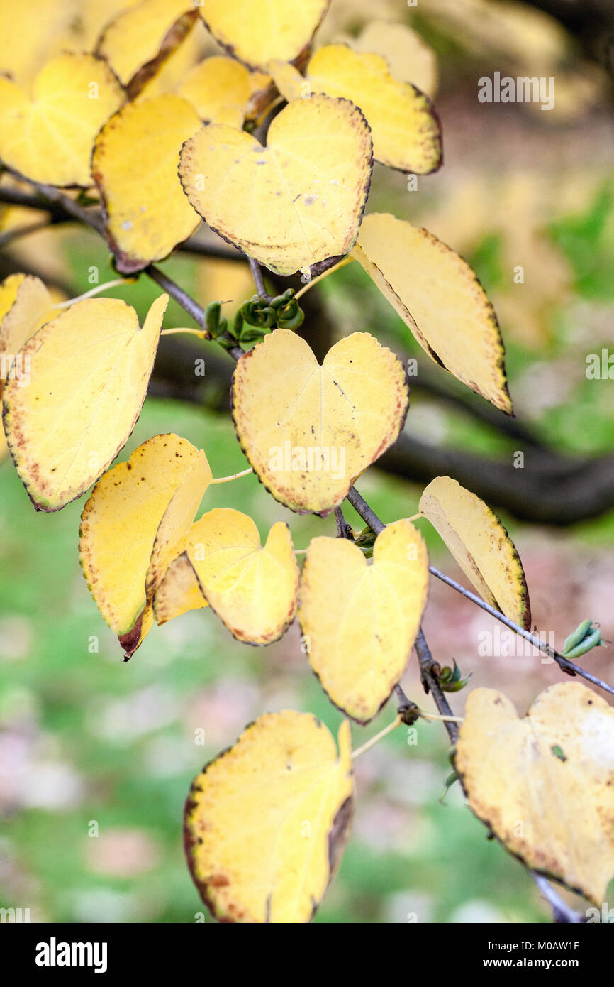 Cercidiphyllum japonicum Herbstpfirsich, Katsura-Baum Herbstblätter Stockfoto