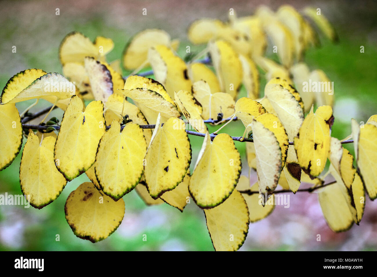 Herbst Cercidiphyllum japonicum „Peach“, Katsura-Baum Stockfoto