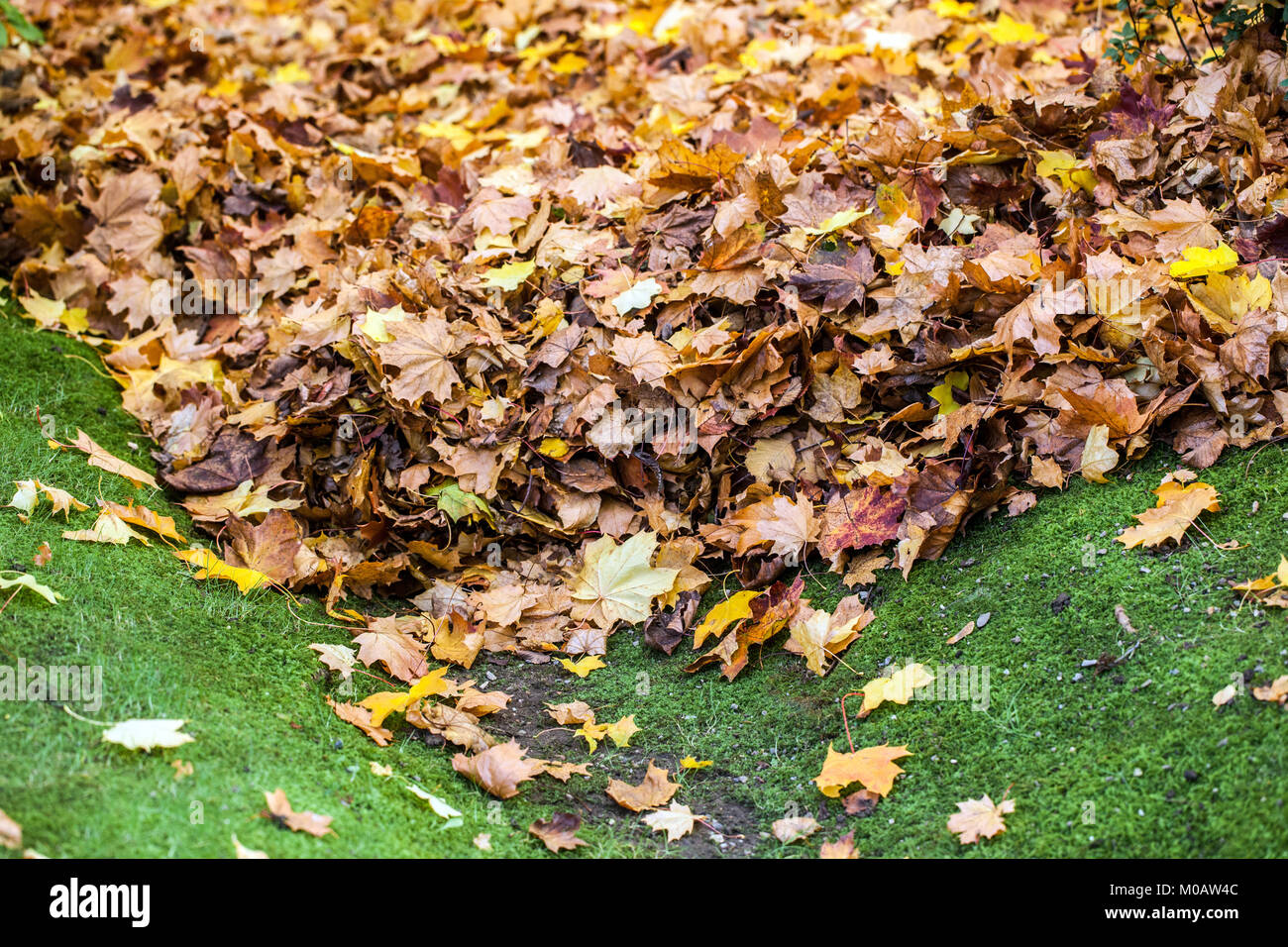 Laubhaufen Herbst im Garten Blätter auf dem Boden, Haufen Herbstblätter Stockfoto