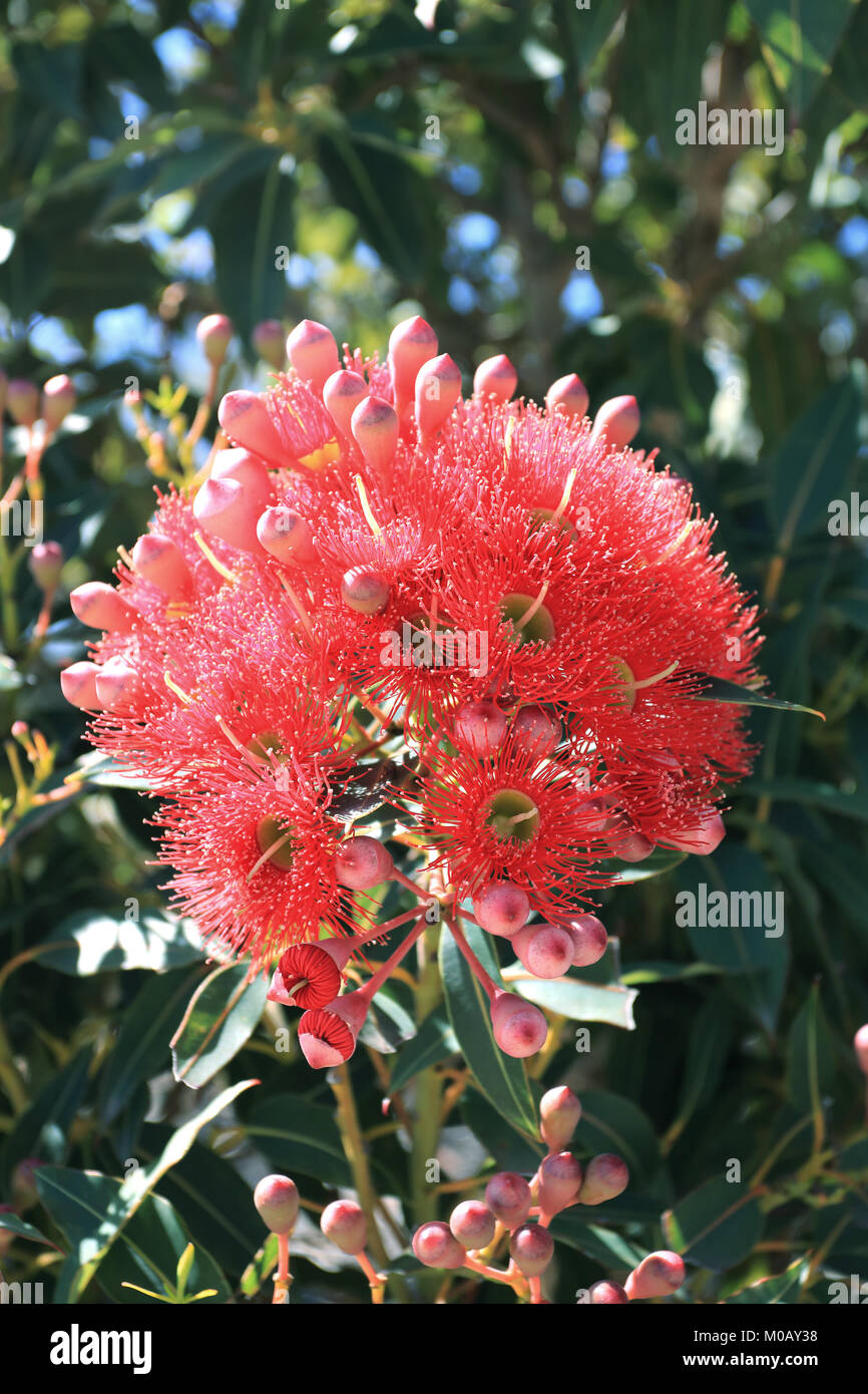 Corymbia ficifolia oder als rote Blüte Gummi, Albany rot blühenden Gummi- und das Albany redgum bekannt Stockfoto