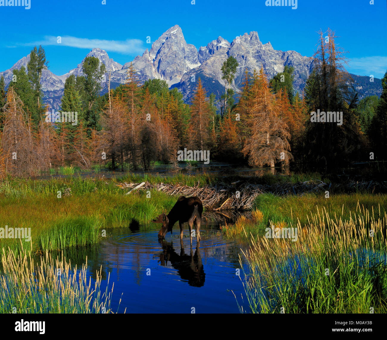 Elche trinken aus einem Teich in Wyoming, die Grand Teton Berge im Hintergrund, USA Stockfoto