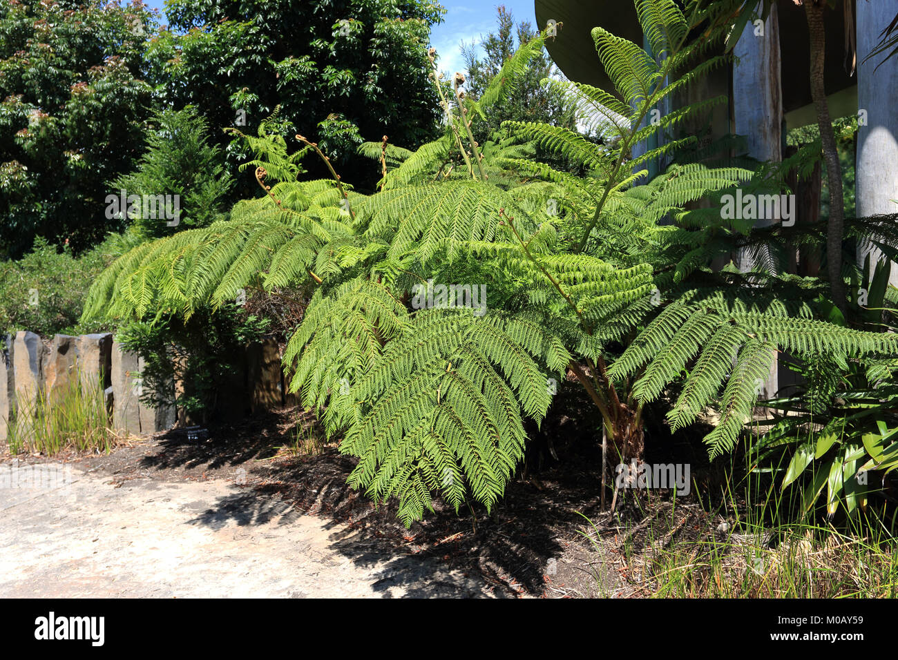 Cyathea cooperi oder Australischer Baumfarn, lacy Baumfarn, schuppige oder Coopers Baumfarn Baumfarn Stockfoto