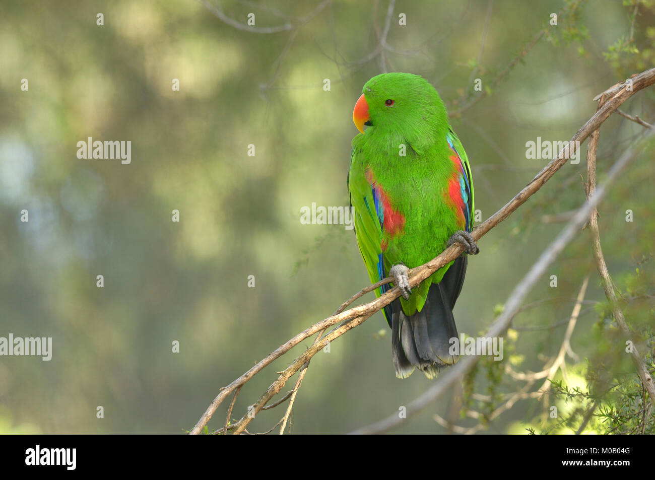 Eclectus Parrot Eclectus roratus männlichen Gefangenen Stockfoto