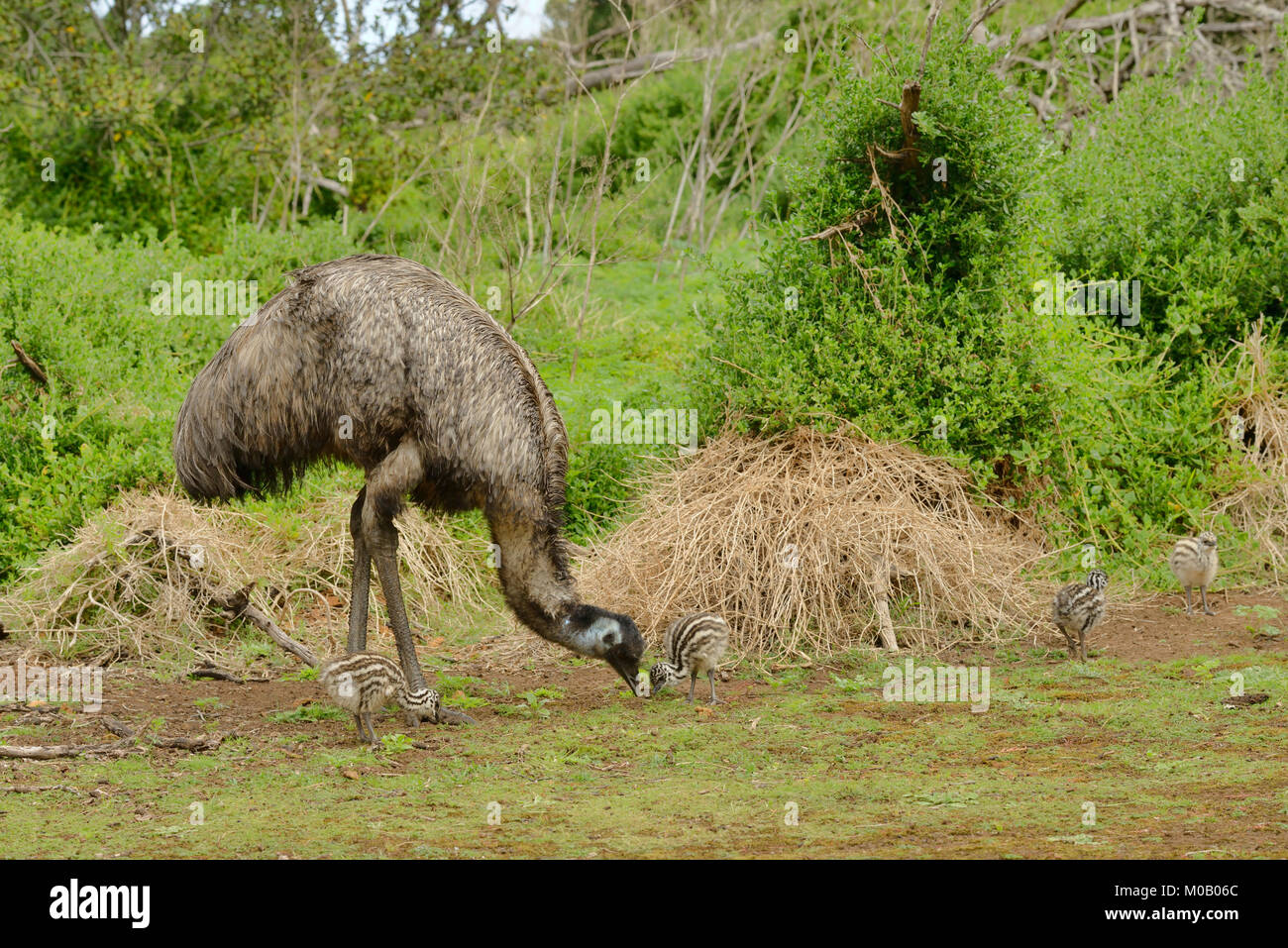 Emu Dromaius novaehollandiae Männlich mit Küken fotografiert in Victoria, Australien Stockfoto