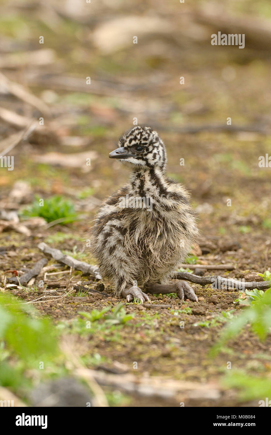 Emu Dromaius novaehollandiae Küken fotografiert in Victoria, Australien Stockfoto
