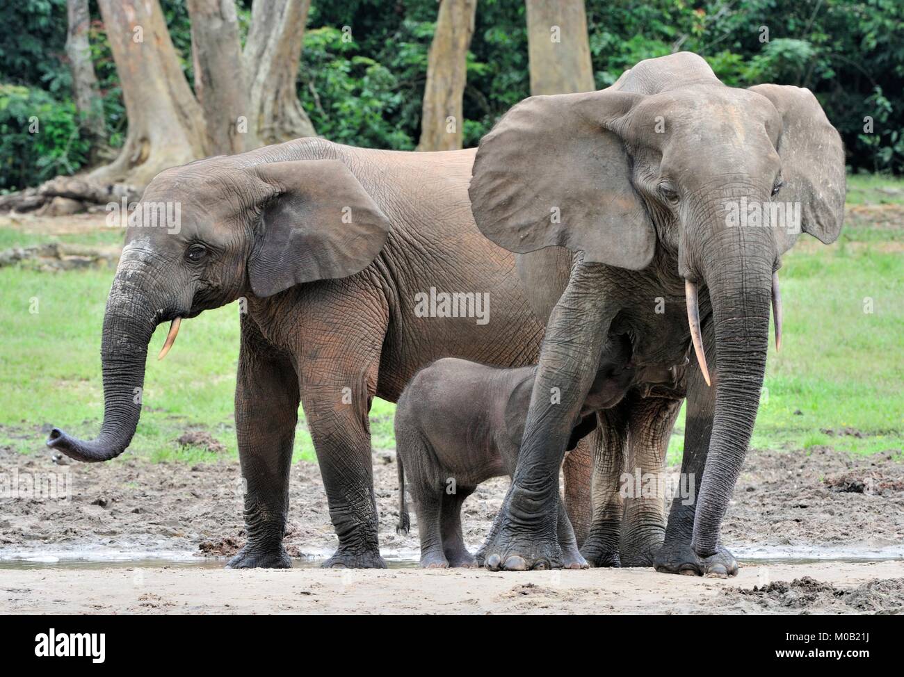 Die Afrikanischen Wald Elefant, Loxodonta africana cyclotis (Wald Wohnung Elefant) der Congo Basin. Auf der Dzanga Kochsalzlösung (a forest Clearing) Zentrale Stockfoto