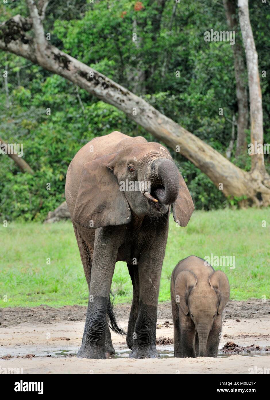Der Elefant Kalb und elefantenkuh der Afrikanischen Wald Elefant, Loxodonta africana cyclotis. Auf der Dzanga Kochsalzlösung (eine Lichtung) Zentralafrikanische Stockfoto