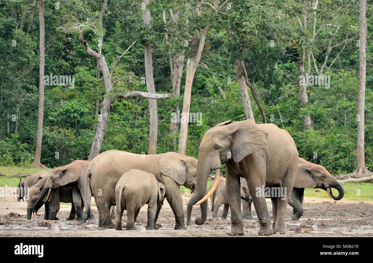 Die Afrikanischen Wald Elefant, Loxodonta africana cyclotis (Wald Wohnung Elefant) der Congo Basin. Auf der Dzanga Kochsalzlösung (a forest Clearing) Zentrale Stockfoto