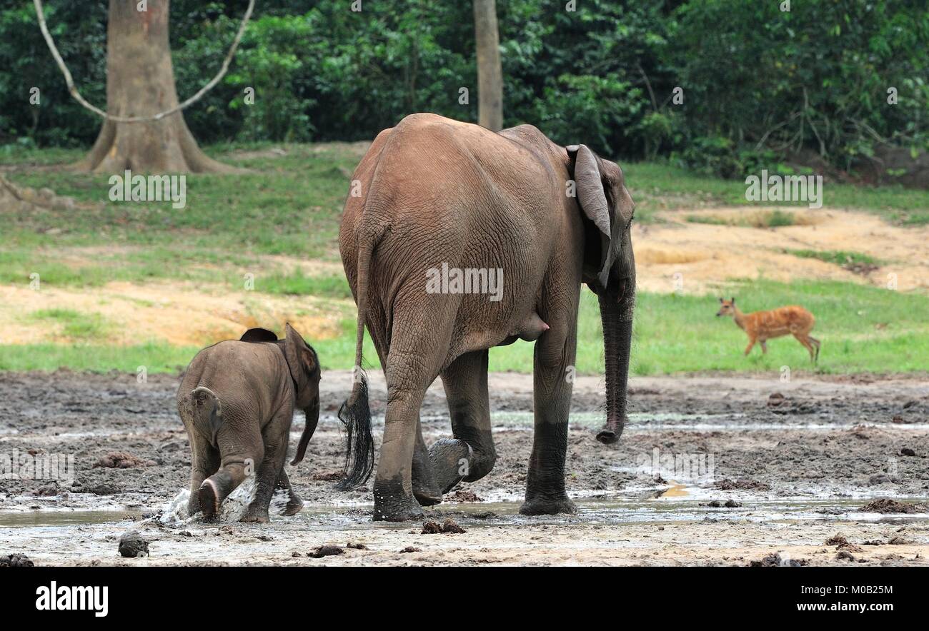 Der Elefant Kalb und elefantenkuh der Afrikanischen Wald Elefant, Loxodonta africana cyclotis. Auf der Dzanga Kochsalzlösung (eine Lichtung) Zentralafrikanische Stockfoto