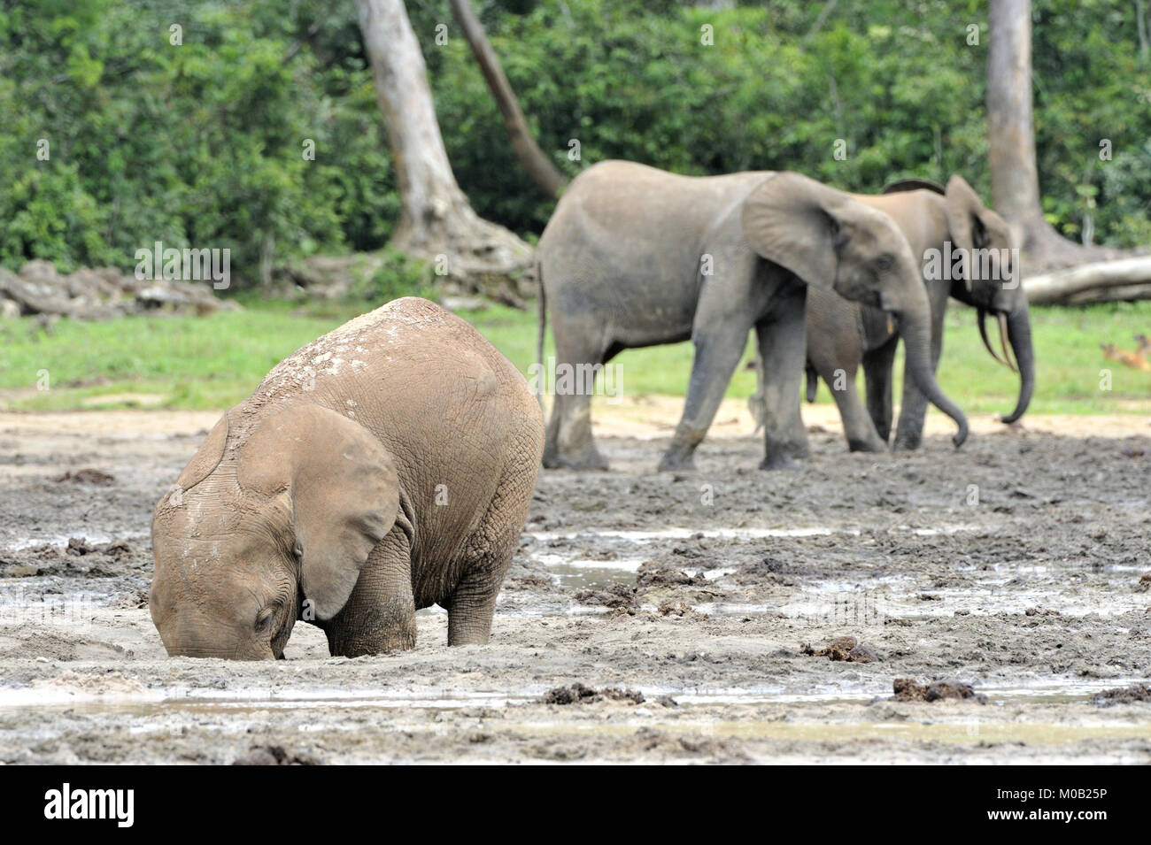 Die Afrikanischen Wald Elefant, Loxodonta africana cyclotis (Wald Wohnung Elefant) der Congo Basin. Auf der Dzanga Kochsalzlösung (a forest Clearing) Zentrale Stockfoto