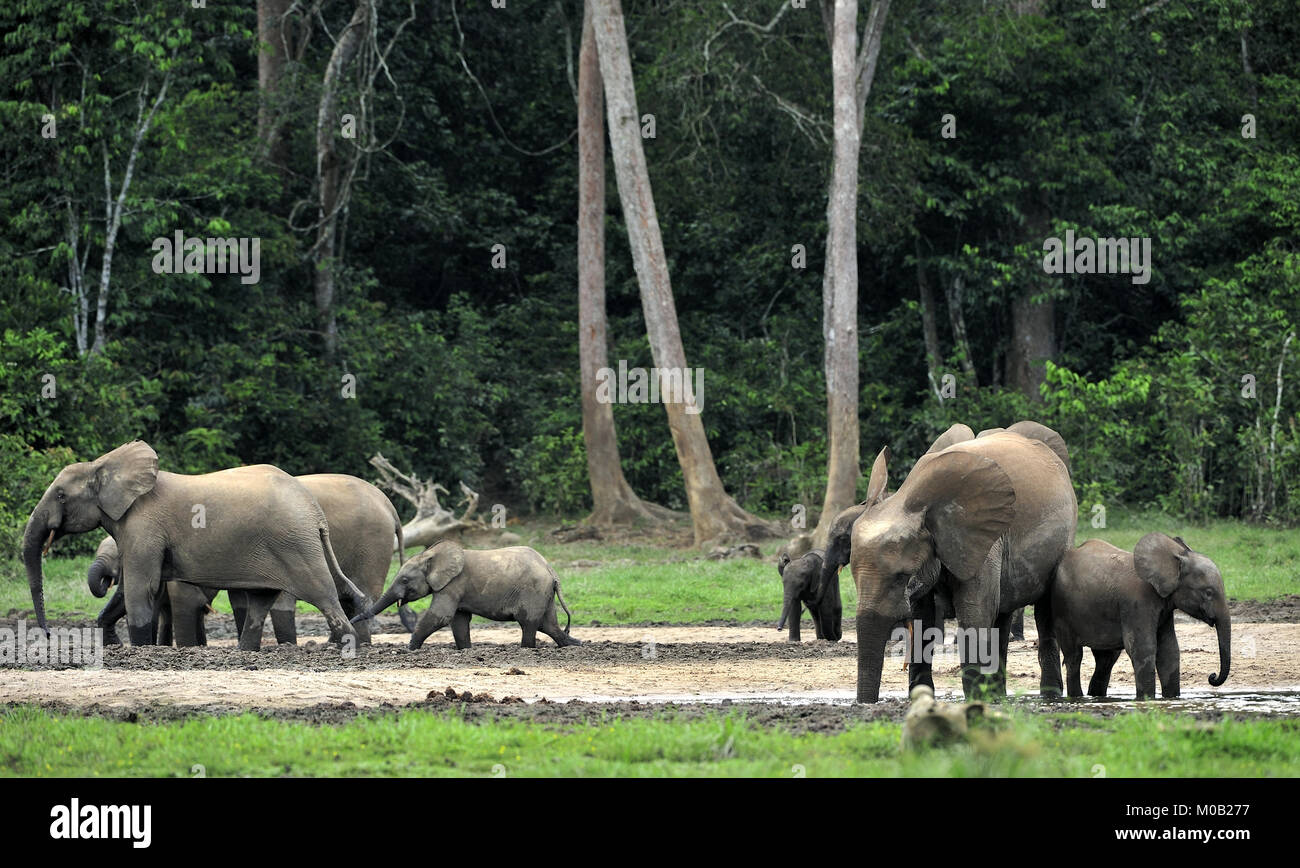 Waldelefant (Loxodonta africana cyclotis), (Wald Wohnung Elefant) der Congo Basin. Dzanga Kochsalzlösung (a forest Clearing) Zentralafrikanische Republik, Stockfoto