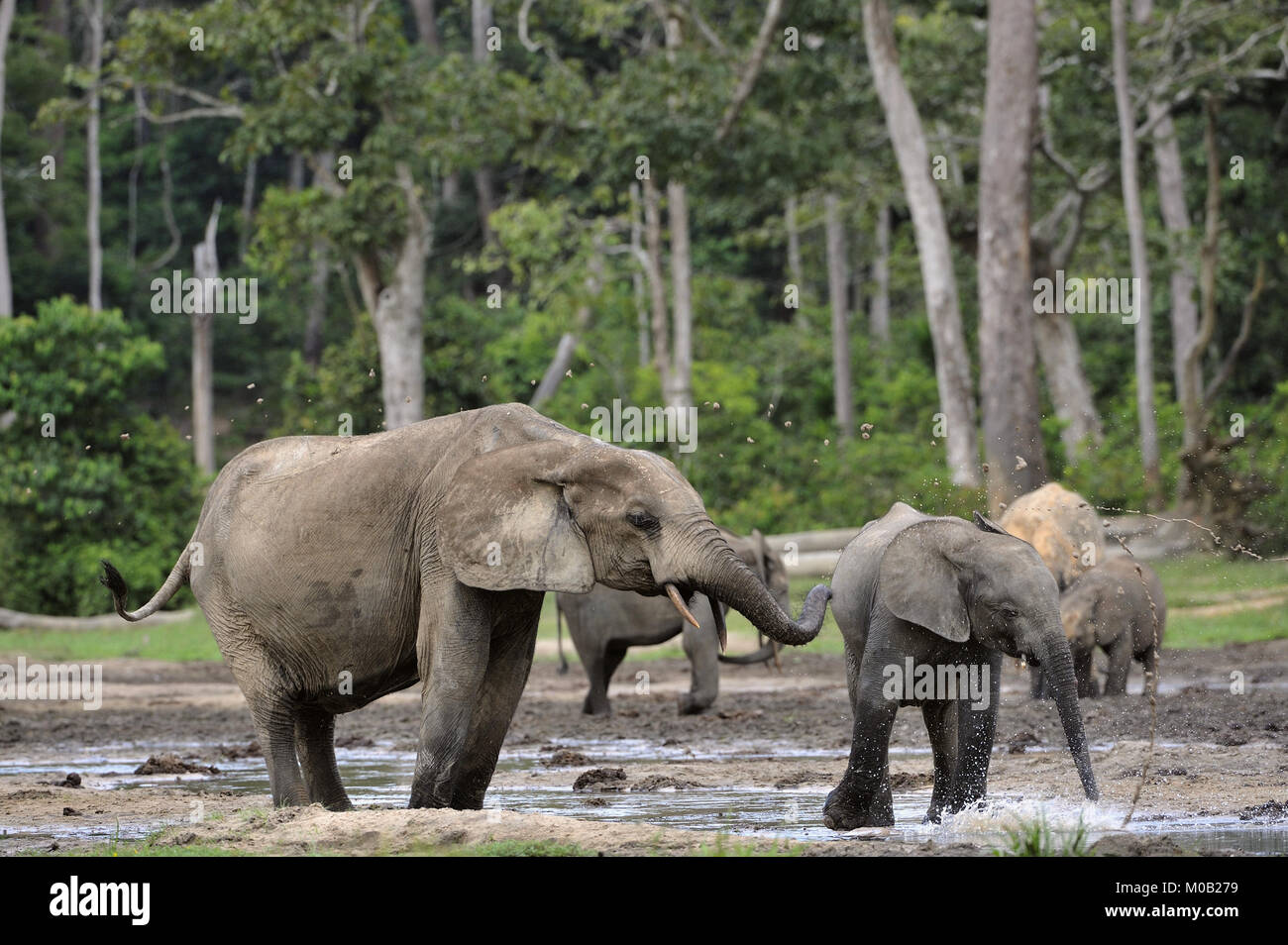 Waldelefant (Loxodonta africana cyclotis), (Wald Wohnung Elefant) der Congo Basin. Dzanga Kochsalzlösung (a forest Clearing) Zentralafrikanische Republik, Stockfoto