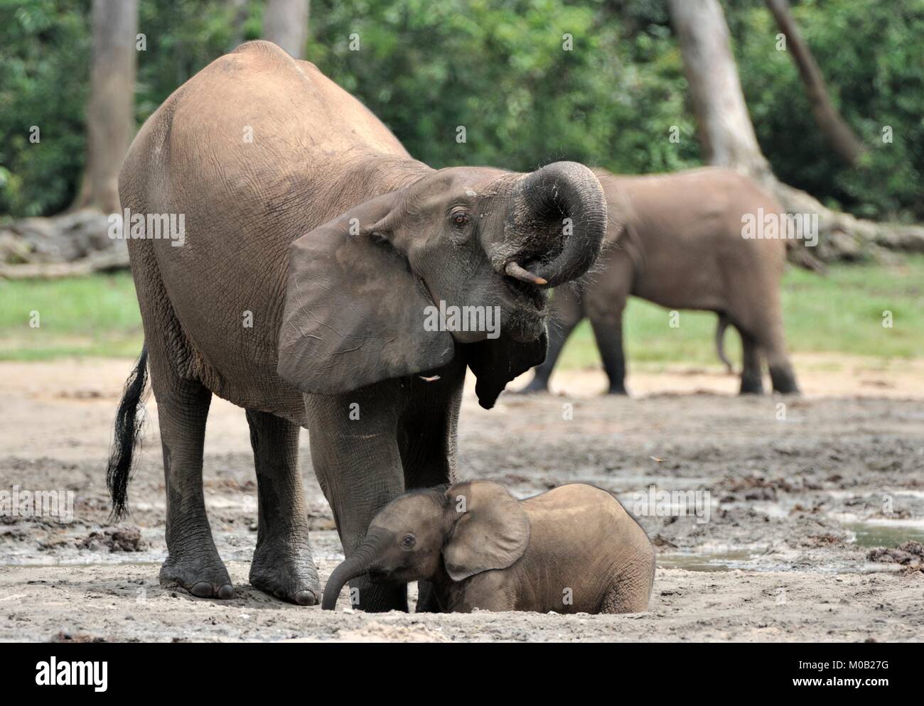 Der Elefant Kalb und elefantenkuh der Afrikanischen Wald Elefant, Loxodonta africana cyclotis. Auf der Dzanga Kochsalzlösung (eine Lichtung) Zentralafrikanische Stockfoto