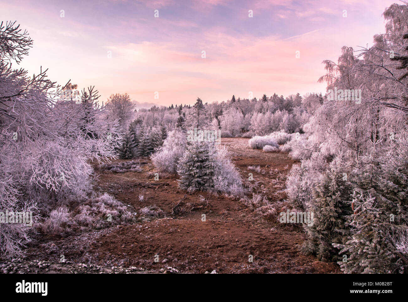 Winter Wonderland eingefroren. Malerische gefrorene Landschaft bei Sonnenuntergang. Rosa Himmel über den Pinienwald. Stockfoto