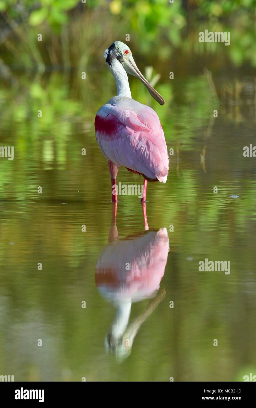 Die rosige Löffler, Platalea Ajaja (manchmal in eine eigene Gattung Ajaja platziert) Stockfoto