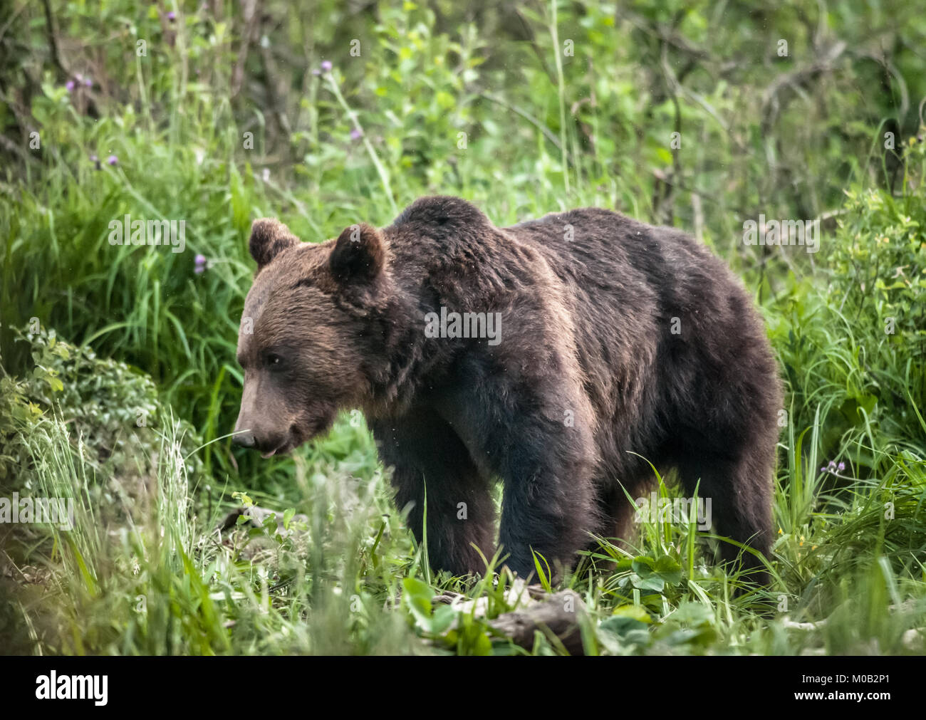 Lebensraum des europäischen braunbären -Fotos und -Bildmaterial in ...