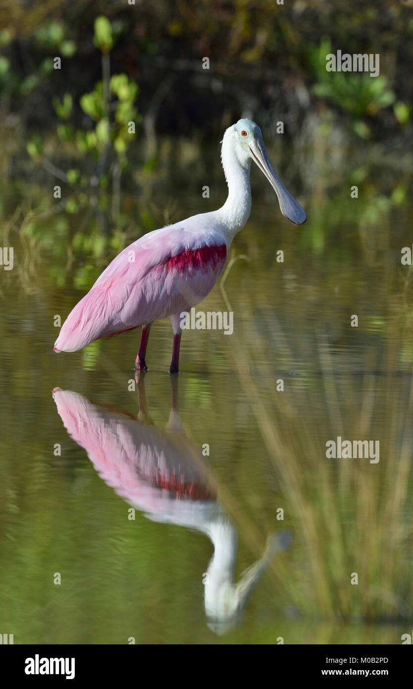 Die rosige Löffler, Platalea Ajaja (manchmal in eine eigene Gattung Ajaja platziert) Stockfoto