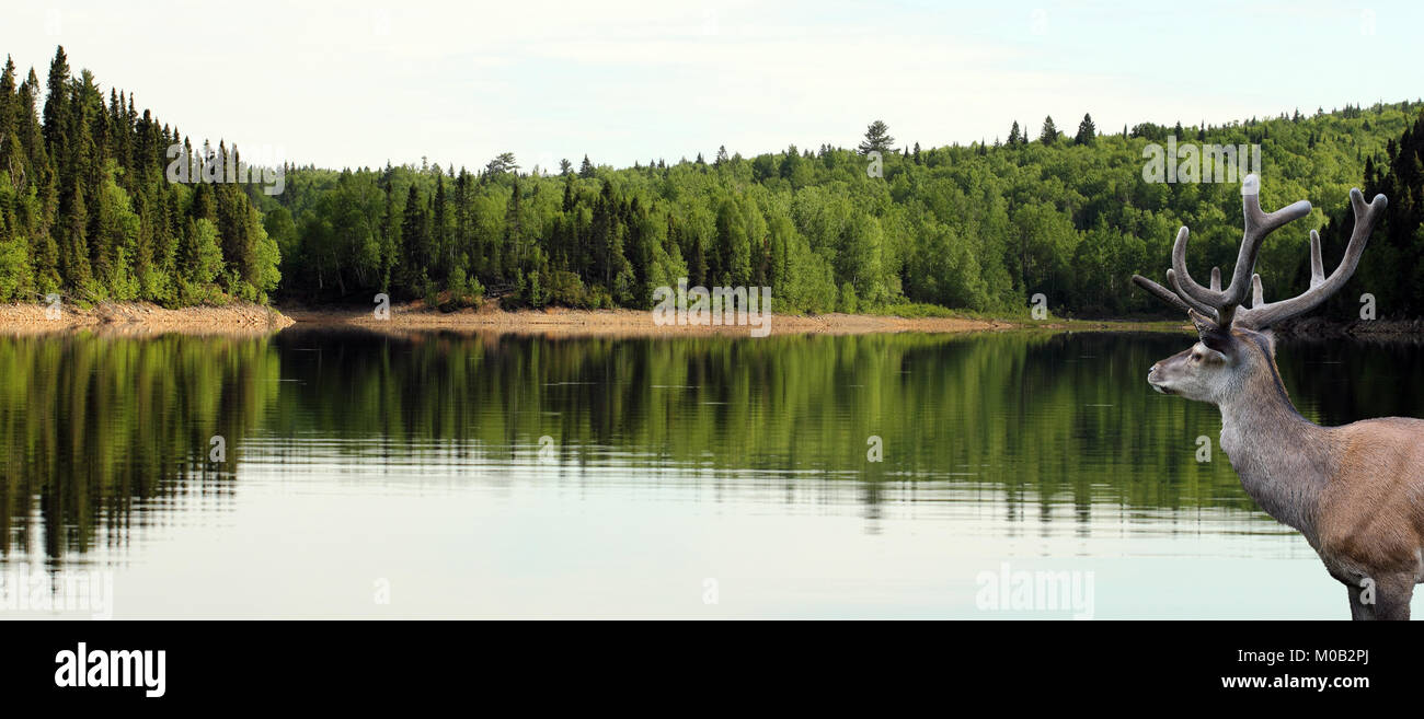 Große Hirsche beobachten, eine ruhige See in der kanadischen Wildnis Stockfoto