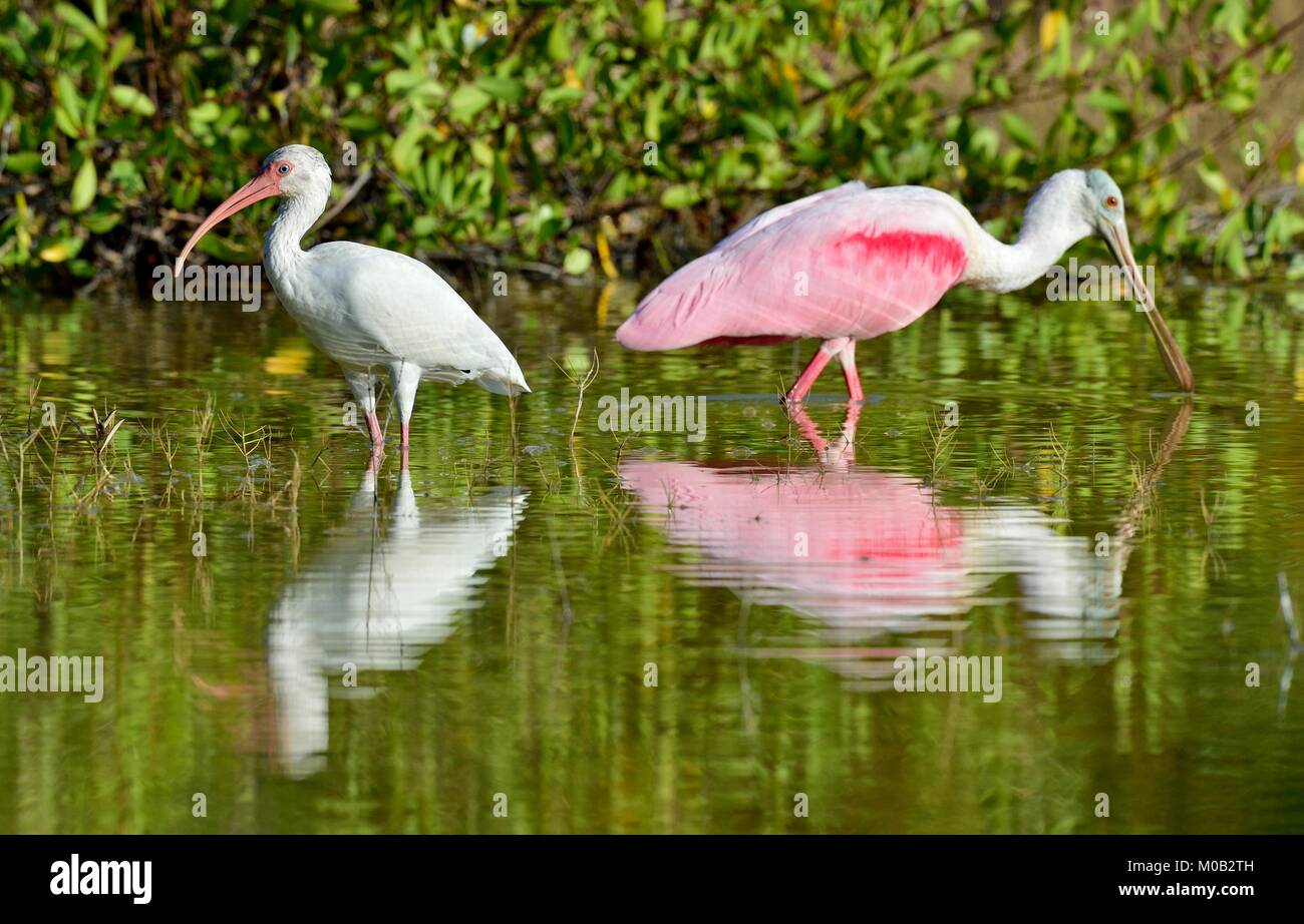 Die American White ibis (Eudocimus albus) Stockfoto