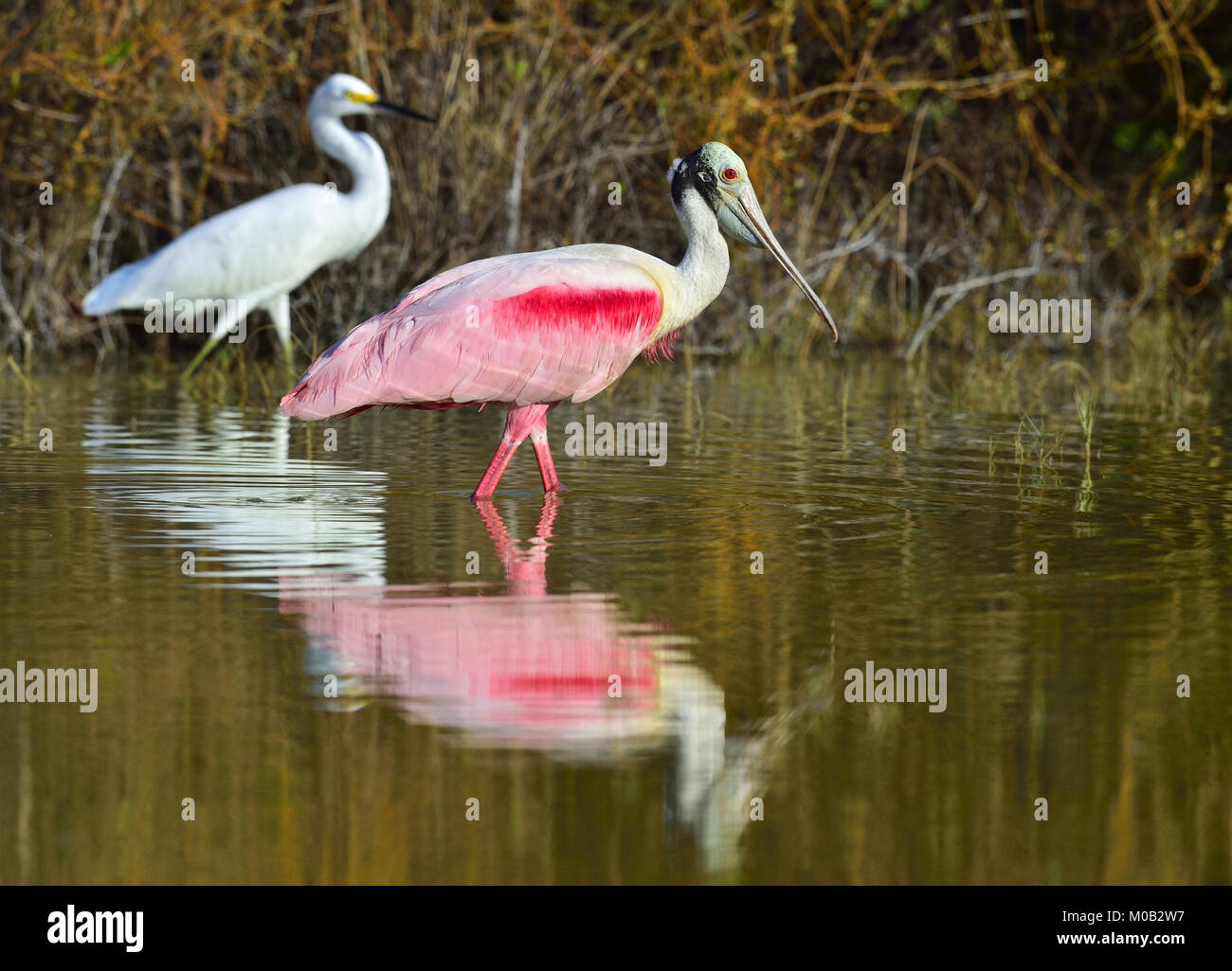 Die rosige Löffler, Platalea Ajaja (manchmal in eine eigene Gattung Ajaja platziert) Stockfoto