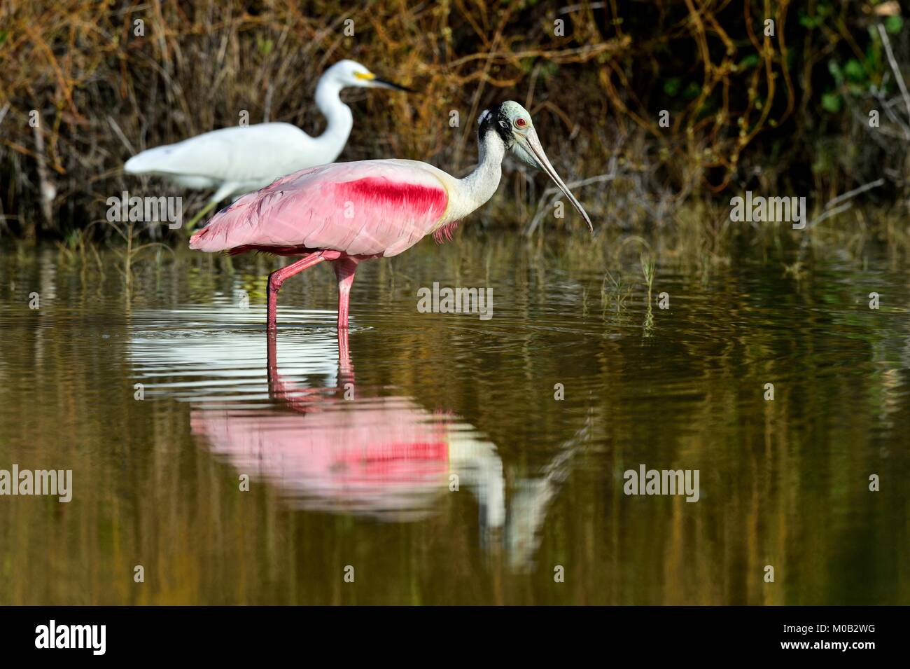 Die rosige Löffler, Platalea Ajaja (manchmal in eine eigene Gattung Ajaja platziert) Stockfoto