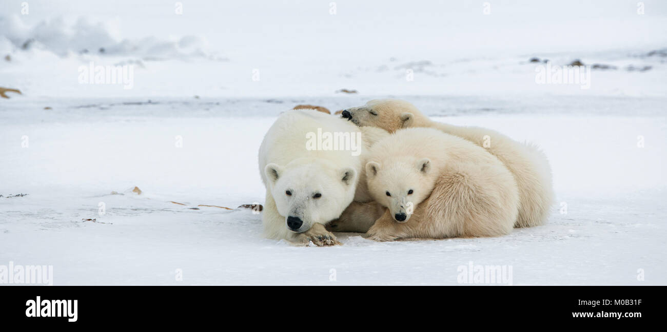 Polar Bärin mit jungen. Stockfoto